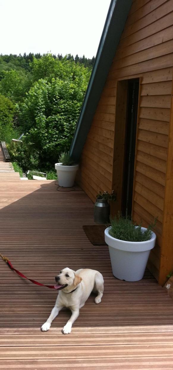 Loft "Home, Sauna & Pool" Osenbach Exterior foto